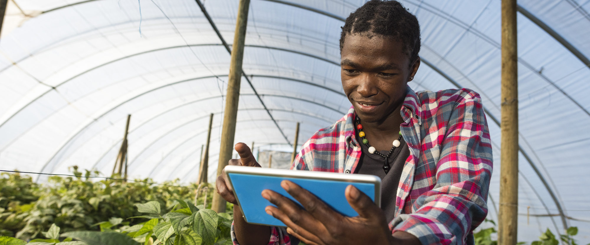 Young African man checking tablet information in greenhouse